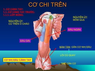 CƠ CHI TRÊN
1- CƠ CÁNH TAY:
1.1- CƠ CÁNH TAY TRƯỚC:
1.1.1- LỚP NÔNG:
                                    NGUYÊN ỦY:
   NGUYÊN ỦY:                       MÕM QUẠ
   CỦ TRÊN Ổ CHẢO

                                ĐẦU NGẮN



            ĐẦU DÀI

                          BÁM TẬN: GÂN CƠ NHỊ ĐẦU


                           LỒI CỦ QUAY
CƠ NHỊ ĐẦU CÁNH TAY
CƠ NHỊ ĐẦU CÁNH TAY
                           TRẺ CÂN CƠ
 