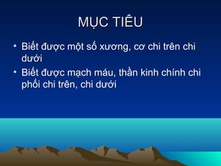 MỤC TIÊU
• Biết được một số xương, cơ chi trên chi
  dưới
• Biết được mạch máu, thần kinh chính chi
  phối chi trên, chi dưới
 