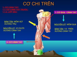CƠ CHI TRÊN
1- CƠ CÁNH TAY:
1.1- CƠ CÁNH TAY TRƯỚC:
1.1.2- LỚP SÂU:                    1- CƠ QUẠ- CÁNH TAY
                                    1- CƠ QUẠ- CÁNH TAY



 BÁM TÂN: MÕM VẸT
 XƯƠNG TRỤ                         NGUYÊN UỶ: MÕM QUẠ

NGUYÊN UỶ: 2/3 DƯỚI                BÁM TÂN: 1/3 TRÊN
XƯƠNG CÁNH TAY                     XƯƠNG CÁNH TAY




   2- CƠ CÁNH TAY
    2- CƠ CÁNH TAY
 