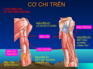 CƠ CHI TRÊN
1- CƠ CÁNH TAY:
1.2- CƠ CÁNH TAY SAU:



                        NGUYÊN ỦY:
                        CỦ DƯỚI Ổ CHẢO
                                         ĐẦU TRONG



                           ĐẦU DÀI       NGUYÊN ỦY:
                                         MẶT SAU
                                         XƯƠNG
                                         CÁNH TAY
                         ĐẦU NGOÀI
  GÂN CƠ
  TAM ĐẦU
                        NGUYÊN ỦY:
                        MẶT SAU XƯƠNG
BÁM TÂN::               CÁNH TAY
MÕM KHUỶU
 