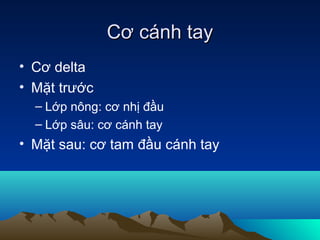Cơ cánh tay
• Cơ delta
• Mặt trước
  – Lớp nông: cơ nhị đầu
  – Lớp sâu: cơ cánh tay
• Mặt sau: cơ tam đầu cánh tay
 