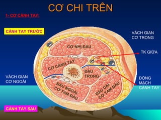 CƠ CHI TRÊN
1- CƠ CÁNH TAY:



CÁNH TAY TRƯỚC
CÁNH TAY TRƯỚC                                        VÁCH GIAN
                                                      CƠ TRONG

                          CƠ NHỊ ĐẦU
                                                         TK GIỮA

                            Y
                        H TA
                     CÁN
                  CƠ
                                  ĐẦU
VÁCH GIAN                         TRONG                 ĐỘNG
CƠ NGOÀI             ĐẦ                                 MẠCH
                                                  U
                    CƠ U NG                D ÀI ĐẦ      CÁNH TAY
                       TA OÀ             U AM
                         M
                           ĐẦ
                              I        ĐẦ Ơ T
                             U          C

CÁNH TAY SAU
CÁNH TAY SAU
 