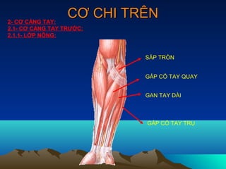 2- CƠ CẲNG TAY:
                  CƠ CHI TRÊN
2.1- CƠ CẲNG TAY TRƯỚC:
2.1.1- LỚP NÔNG:


                           SẤP TRÒN


                           GẤP CỔ TAY QUAY


                           GAN TAY DÀI



                           GẤP CỔ TAY TRỤ
 