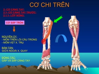 CƠ CHI TRÊN
 2- CƠ CẲNG TAY:
 2.1- CƠ CẲNG TAY TRƯỚC:
 2.1.1- LỚP NÔNG:

  CƠ SẤP TRÒN
  CƠ SẤP TRÒN




NGUYÊN ỦY:
- MÕM TRÊN LỒI CẦU TRONG
- MÕM VẸT X. TRỤ

BÁM TẬN:
GIỮA NGOÀI X. QUAY

ĐỘNG TÁC:
GẤP VÀ SẤP CẲNG TAY
 