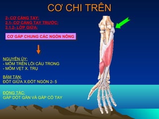 CƠ CHI TRÊN
 2- CƠ CẲNG TAY:
 2.1- CƠ CẲNG TAY TRƯỚC:
 2.1.2- LỚP GIỮA:

 CƠ GẤP CHUNG CÁC NGÓN NÔNG
 CƠ GẤP CHUNG CÁC NGÓN NÔNG




NGUYÊN ỦY:
- MÕM TRÊN LỒI CẦU TRONG
- MÕM VẸT X. TRỤ

BÁM TẬN:
ĐỐT GIỮA X.ĐỐT NGÓN 2- 5

ĐỘNG TÁC:
GẤP DỐT GẦN VÀ GẤP CỔ TAY
 