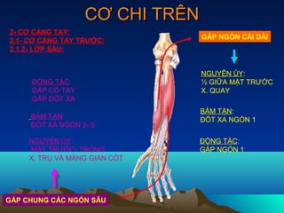 CƠ CHI TRÊN
2- CƠ CẲNG TAY:
                                GẤP NGÓN CÁI DÀI
2.1- CƠ CẲNG TAY TRƯỚC:
2.1.2- LỚP SÂU:


                                NGUYÊN ỦY:
     ĐỘNG TÁC:                  ½ GIỮA MẶT TRƯỚC
     GẤP CỔ TAY                 X. QUAY
     GẤP ĐỐT XA
                                BÁM TẬN:
     BÁM TẬN:                   ĐỐT XA NGÓN 1
     ĐỐT XA NGÓN 2- 5

     NGUYÊN ỦY:                 ĐỘNG TÁC:
     MẶT TRƯỚC- TRONG           GẤP NGÓN 1
     X. TRỤ VÀ MÀNG GIAN CỐT




GẤP CHUNG CÁC NGÓN SÂU
 