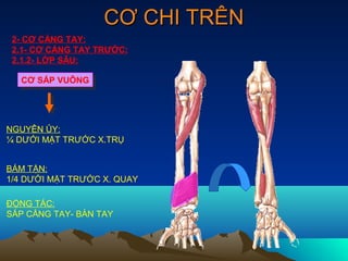 CƠ CHI TRÊN
 2- CƠ CẲNG TAY:
 2.1- CƠ CẲNG TAY TRƯỚC:
 2.1.2- LỚP SÂU:

  CƠ SẤP VUÔNG
  CƠ SẤP VUÔNG




NGUYÊN ỦY:
¼ DƯỚI MẶT TRƯỚC X.TRỤ


BÁM TẬN:
1/4 DƯỚI MẶT TRƯỚC X. QUAY

ĐỘNG TÁC:
SẤP CẲNG TAY- BÀN TAY
 