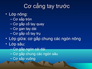 Cơ cẳng tay trước
• Lớp nông:
  – Cơ sấp tròn
  – Cơ gấp cổ tay quay
  – Cơ gan tay dài
  – Cơ gấp cổ tay trụ
• Lớp giữa: cơ gấp chung các ngón nông
• Lớp sâu:
  – Cơ gấp ngón cái dài
  – Cơ gấp chung các ngón sâu
  – Cơ sấp vuông
 