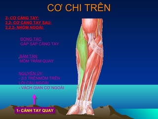 CƠ CHI TRÊN
2- CƠ CẲNG TAY:
2.2- CƠ CẲNG TAY SAU:
2.2.2- NHÓM NGOÀI:

      ĐỘNG TÁC:
      GẤP SẤP CẲNG TAY


      BÁM TẬN:
      MÕM TRÂM QUAY


      NGUYÊN ỦY:
      - 2/3 TRÊNMÕM TRÊN
      LỒI CẦU NGOÀI
      - VÁCH GIAN CƠ NGOÀI




    1- CÁNH TAY QUAY
     1- CÁNH TAY QUAY
 