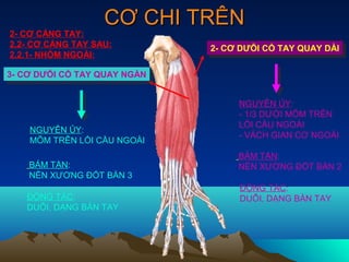 CƠ CHI TRÊN
2- CƠ CẲNG TAY:
2.2- CƠ CẲNG TAY SAU:          2- CƠ DƯỖI CỔ TAY QUAY DÀI
2.2.1- NHÓM NGOÀI:              2- CƠ DƯỖI CỔ TAY QUAY DÀI

3- CƠ DƯỖI CỔ TAY QUAY NGẰN
 3- CƠ DƯỖI CỔ TAY QUAY NGẰN


                                    NGUYÊN ỦY:
                                    - 1/3 DƯỚI MÕM TRÊN
                                    LỒI CẦU NGOÀI
    NGUYÊN ỦY:
                                    - VÁCH GIAN CƠ NGOÀI
    MÕM TRÊN LỒI CẦU NGOÀI
                                    BÁM TẬN:
    BÁM TẬN:                        NỀN XƯƠNG ĐỐT BÀN 2
    NỀN XƯƠNG ĐỐT BÀN 3
                                     ĐỘNG TÁC:
   ĐỘNG TÁC:                         DUỖI, DẠNG BÀN TAY
   DUỖI, DẠNG BÀN TAY
 