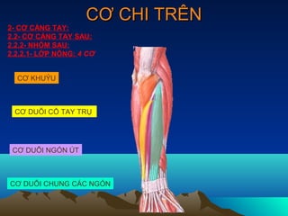 CƠ CHI TRÊN
2- CƠ CẲNG TAY:
2.2- CƠ CẲNG TAY SAU:
2.2.2- NHÓM SAU:
2.2.2.1- LỚP NÔNG: 4 CƠ


  CƠ KHUỶU



 CƠ DUỖI CỔ TAY TRỤ




 CƠ DUỖI NGÓN ÚT



CƠ DUỖI CHUNG CÁC NGÓN
 