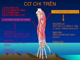 CƠ CHI TRÊN
2- CƠ CẲNG TAY:
2.2- CƠ CẲNG TAY SAU:
2.2.2- NHÓM SAU:             1- CƠ DẠNG NGÓN CÁI DÀI
                              1- CƠ DẠNG NGÓN CÁI DÀI
2.2.2.2- LỚP SÂU: 5 CƠ

2- CƠ DUỖI NGÓN CÁI NGẮN
 2- CƠ DUỖI NGÓN CÁI NGẮN
                             NGUYÊN ỦY:
                             MẶT SAU 1/3 TRÊN X. TRỤ,
                             X. QUAY, MÀNG GIAN CỐT
 NGUYÊN ỦY:                  BÁM TẬN:
 MẶT SAU 1/3 TRÊN X. TRỤ,    NỀN XƯƠNG ĐỐT BÀN
 X. QUAY, MÀNG GIAN CỐT      NGÓN 1
 BÁM TẬN:
                             ĐỘNG TÁC:
 NỀN XƯƠNG ĐỐT GẦN
                             DẠNG NGÓN CÁI
 NGÓN 1

 ĐỘNG TÁC:
 DUỖI ĐỐT GẦN NGÓN CÁI
 