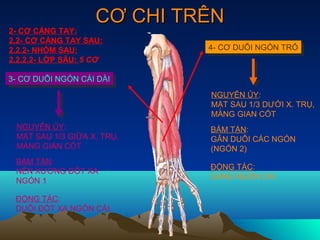 CƠ CHI TRÊN
2- CƠ CẲNG TAY:
2.2- CƠ CẲNG TAY SAU:
2.2.2- NHÓM SAU:             4- CƠ DUỖI NGÓN TRỎ
                              4- CƠ DUỖI NGÓN TRỎ
2.2.2.2- LỚP SÂU: 5 CƠ

3- CƠ DUỖI NGÓN CÁI DÀI
 3- CƠ DUỖI NGÓN CÁI DÀI
                             NGUYÊN ỦY:
                             MẶT SAU 1/3 DƯỚI X. TRỤ,
                             MÀNG GIAN CỐT
 NGUYÊN ỦY:                  BÁM TẬN:
 MẶT SAU 1/3 GIỮA X. TRỤ,    GÂN DUỖI CÁC NGÓN
 MÀNG GIAN CỐT               (NGÓN 2)
 BÁM TẬN:
                             ĐỘNG TÁC:
 NỀN XƯƠNG ĐỐT XA
                             DẠNG NGÓN CÁI
 NGÓN 1

 ĐỘNG TÁC:
 DUỖI ĐỐT XA NGÓN CÁI
 