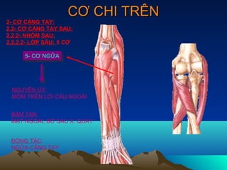CƠ CHI TRÊN
2- CƠ CẲNG TAY:
2.2- CƠ CẲNG TAY SAU:
2.2.2- NHÓM SAU:
2.2.2.2- LỚP SÂU: 5 CƠ

      5- CƠ NGỮA
       5- CƠ NGỮA




 NGUYÊN ỦY:
 MÕM TRÊN LỒI CẦU NGOÀI


 BÁM TẬN:
 MẶT NGOÀI, BỜ SAU X. QUAY


 ĐỘNG TÁC:
 NGỮA CẲNG TAY
 