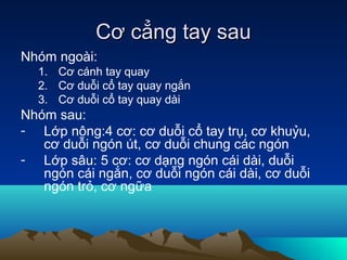Cơ cẳng tay sau
Nhóm ngoài:
  1. Cơ cánh tay quay
  2. Cơ duỗi cổ tay quay ngắn
  3. Cơ duỗi cổ tay quay dài
Nhóm sau:
- Lớp nông:4 cơ: cơ duỗi cổ tay trụ, cơ khuỷu,
   cơ duỗi ngón út, cơ duỗi chung các ngón
- Lớp sâu: 5 cơ: cơ dạng ngón cái dài, duỗi
   ngón cái ngắn, cơ duỗi ngón cái dài, cơ duỗi
   ngón trỏ, cơ ngữa
 