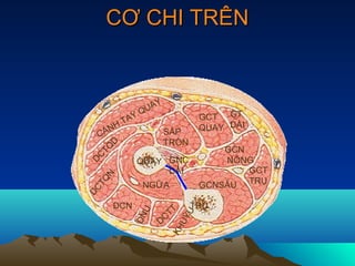 CƠ CHI TRÊN


                      Y
                 Q UA
           TA
             Y                     GCT GT
   ÁN
       H
                          SẤP      QUAY DÀI
 C
      D                   TRÒN
   T Q                                 GCN
  C
 D           QUAY GNC                  NÔNG
                  DÀI                      GCT
   N




                                   GCNSÂU TRỤ
  TQ




                 NGỮA
DC




       DCN                       TRỤ
                           TT
                U



                               U


                       C
             DN



                             UỶ



                      D
                           KH
 