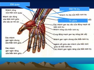 ĐM quay

          ĐM TK trụ




          Tk giữa
 