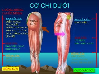 1- VÙNG MÔNG:
                  CƠ CHI DƯỚI
1.1- LỚ P NÔNG:
  NGUYÊN Ủ Y:                        NGUYÊN Ủ Y:
  DIỆN MÔNG       MÔNG
                         MÔNG        MÀO CHẬU
  MÀO CHẬU        LỚ N
                         LỚ N




                                CĂNG MẠ
  ĐƯỜNG MÔNG SAU
  MẶT SAU X. CÙNG
  DÂY CHẰNG CÙNG-
  Ụ NGỒI                              BÁM TÂN:




                                        CĐ
                                      1/3 TRÊN
                                      DẢI CHẬU CHÀY




                                ÙI
  BÁM TÂN:
  DẢI CHẬU CHÀY
  ĐƯỜNG RÁP
                                ĐỘ NG TÁC
   ĐỘ NG TÁC                    GẤP, DẠNG
   DUỖI, XOAY                   XOAY NGOÀI
   NGOÀI ĐÙI                    XOAU TRONG ĐÙI

 MÔNG LỚ N
 MÔNG LỚ N                            CĂNG MẠ C ĐÙI
                                      CĂNG MẠ C ĐÙI
 