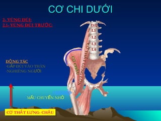 CƠ CHI DƯỚI
2- VÙNG ĐÙI:
2.1- VÙNG ĐÙI TRƯỚ C:                           D12
                                                L1
                                                L2
                                                L3




                                         CƠ
                                                L4




                           T HẮ T
                              CƠ
 ĐỘ NG TÁC




                                  LƯ N
 -GẤP ĐÙI VÀO THÂN
 -NGHIÊNG NGƯỜI                   CHẬ
                                       G LỚ
                                       U
                                            N




          MẤU CHUYỂN NHỎ


 CƠ THẮ T LƯ NG- CHẬ U
 CƠ THẮ T LƯ NG- CHẬ U
 