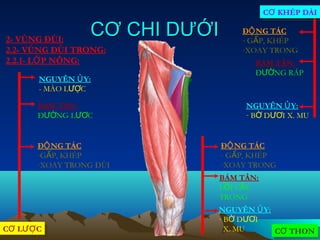 CƠ KHÉP DÀI
                                       CƠ KHÉP DÀI


2- VÙNG ĐÙI:
                CƠ CHI DƯỚI       ĐỘ NG TÁC
                                  - GẤP, KHÉP
2.2- VÙNG ĐÙI TRONG:              -XOAY TRONG
2.2.1- LỚ P NÔNG:                    BÁM TÂN:
                                     ĐƯỜNG RÁP
      NGUYÊN Ủ Y:
      - MÀO LƯỢC

      BÁM TÂN:                     NGUYÊN Ủ Y:
      ĐƯỜNG LƯƠC                   - BỜ DƯƠI X. MU


      ĐỘ NG TÁC               ĐỘ NG TÁC
      -GẤP, KHÉP              - GẤP, KHÉP
      -XOAY TRONG ĐÙI         -XOAY TRONG
                          BÁM TÂN:
                          LỒI CẦU
                          TRONG
                          NGUYÊN Ủ Y:
                          - BỜ DƯƠI
CƠ LƯỢ C
CƠ LƯỢ C                    X. MU     CƠ THON
                                      CƠ THON
 