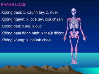 PHAÂN LOAÏI:
Xöông daøi: x. caùnh tay, x. ñuøi
Xöông ngaén: x. coå tay, coå chaân
Xöông deït: x.soï, x.öùc
Xöông baát ñònh hình: x thaùi döông
Xöông vöøng: x. baùnh cheø
 