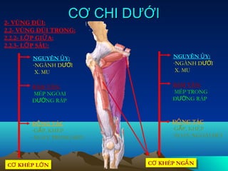 2- VÙNG ĐÙI:
                   CƠ CHI DƯỚI
2.2- VÙNG ĐÙI TRONG:
2.2.2- LỚ P GIỮ A:
2.2.3- LỚ P SÂU:

        NGUYÊN Ủ Y:               NGUYÊN Ủ Y:
        -NGÀNH DƯỚI               -NGÀNH DƯỚI
         X. MU                     X. MU

       BÁM TÂN:                   BÁM TÂN:
       MÉP NGÒAI                  MÉP TRONG
       ĐƯỜNG RÁP                  ĐƯỜNG RÁP



       ĐỘ NG TÁC                  ĐỘ NG TÁC
       -GẤP, KHÉP                 -GẤP, KHÉP
       -XOAY TRONG ĐÙI            -XOAY NGOÀI ĐÙI




CƠ KHÉP LỚ N                CƠ KHÉP NGẮ N
                            CƠ KHÉP NGẮ N
CƠ KHÉP LỚ N
 