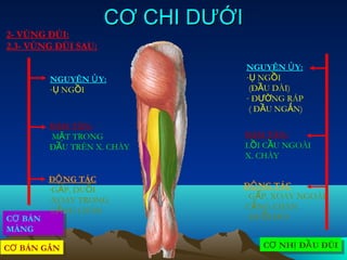 CƠ CHI DƯỚI
2- VÙNG ĐÙI:
2.3- VÙNG ĐÙI SAU:

                                   NGUYÊN Ủ Y:
         NGUYÊN Ủ Y:               -Ụ NGỒI
         -Ụ NGỒI                    (ĐẦU DÀI)
                                   - ĐƯỜNG RÁP
                                    ( ĐẦU NGẮN)
         BÁM TÂN:
         MẶT TRONG                 BÁM TÂN:
         ĐẦU TRÊN X. CHÀY          LỒI CẦU NGOÀI
                                   X. CHÀY

         ĐỘ NG TÁC
         -GẤP, DUỖI            ĐỘ NG TÁC
         -XOAY TRONG           - GẤP, XOAY NGOÀI
          CẲNG CHÂN             CẲNG CHÂN
CƠ BÁN                         - DUỖI ĐÙI
CƠ BÁN
MÀNG
MÀNG
CƠ BÁN GÂN                            CƠ NHỊ ỊĐẦ U ĐÙI
                                      CƠ NH ĐẦ U ĐÙI
CƠ BÁN GÂN
 