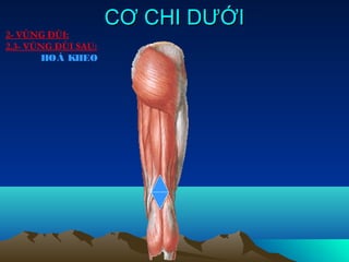 CƠ CHI DƯỚI
2- VÙNG ĐÙI:
2.3- VÙNG ĐÙI SAU:
       HOÁ KHEO
 