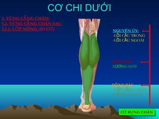 CƠ CHI DƯỚI
3- VÙNG CẲ NG CHÂN:
3.2- VÙNG CẲ NG CHÂN SAU:
3.2.1- LỚ P NÔNG: (03 CƠ )       NGUYÊN Ủ Y:
                                 -LỒI CẦU TRONG
                                 -LỒI CẦU NGOÀI




                                 BÁM TÂN:
                                 XƯƠNG GÓT



                             ĐỘ NG TÁC
                             - GẤP CẲNG CHÂN
                             -GẤP BÀN CHÂN



                                    CƠ BỤ NG CHÂN
                                    CƠ BỤ NG CHÂN
 