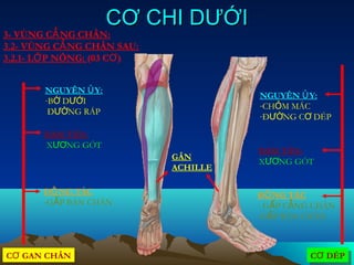 CƠ CHI DƯỚI
3- VÙNG CẲ NG CHÂN:
3.2- VÙNG CẲ NG CHÂN SAU:
3.2.1- LỚ P NÔNG: (03 CƠ )


        NGUYÊN Ủ Y:
                                       NGUYÊN Ủ Y:
        -BỜ DƯỚI
                                       -CHỎM MÁC
         ĐƯỜNG RÁP                     -ĐƯỜNG CƠ DÉP

       BÁM TÂN:
       XƯƠNG GÓT
                                       BÁM TÂN:
                             GÂN
                                       XƯƠNG GÓT
                             ACHILLE

       ĐỘ NG TÁC                       ĐỘ NG TÁC
       -GẤP BÀN CHÂN                   - GẤP CẲNG CHÂN
                                       -GẤP BÀN CHÂN



CƠ GAN CHÂN
CƠ GAN CHÂN                                      CƠ DÉP
                                                 CƠ DÉP
 