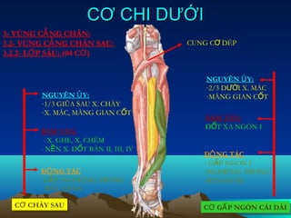 CƠ CHI DƯỚI
3- VÙNG CẲ NG CHÂN:
3.2- VÙNG CẲ NG CHÂN SAU:              CUNG CƠ DÉP
3.2.2- LỚ P SÂU: (04 CƠ )


                                           NGUYÊN Ủ Y:
                                           -2/3 DƯỚI X. MÁC
        NGUYÊN Ủ Y:                        -MÀNG GIAN CỐT
        -1/3 GIŨA SAU X. CHÀY
        -X. MÁC, MÀNG GIAN CỐT
                                           BÁM TÂN:
                                           ĐỐT XA NGÓN I
        BÁM TÂN:
         - X. GHE, X. CHÊM
        - NỀN X. ĐỐT BÀN II, III, IV
                                          ĐỘ NG TÁC
                                          - GẤP NGÓN I
        ĐỘ NG TÁC                         -NGHIÊNG TRONG
        -GẤP, NGHIÊNG TRONG               -BÀN CHÂN
         BÀN CHÂN

  CƠ CHÀY SAU
  CƠ CHÀY SAU                             CƠ GẤ P NGÓN CÁI DÀI
                                          CƠ GẤ P NGÓN CÁI DÀI
 
