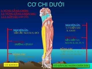 CƠ CHI DƯỚI
3- VÙNG CẲ NG CHÂN:
3.2- VÙNG CẲ NG CHÂN SAU:
3.2.2- LỚ P SÂU:( 04 CƠ )


                                         NGUYÊN Ủ Y:
                                         -1/3 GIỮA SAU
        NGUYÊN Ủ Y:                       X. CHÀY
        -LỒI CẦU NGOÀI X. ĐÙI

                                        BÁM TÂN:
                                        NỀN ĐỐT XA
        BÁM TÂN:
                                        NGÓN II, III, IV, V
        - ĐƯỜNG CƠ DÉP
                                    ĐỘ NG TÁC
                                    - GẤP NGÓN II, III, IV, V
        ĐỘ NG TÁC                   -GẤP, XOAY TRONG
        -GẤP, XOAY TRONG              BÀN CHÂN
         CẲNG CHÂN

  CƠ KHOEO
  CƠ KHOEO                      CƠ GẤ P CÁC NGÓN CHÂN DÀI
                                CƠ GẤ P CÁC NGÓN CHÂN DÀI
 