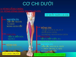 CƠ CHI DƯỚI
3- VÙNG CẲ NG CHÂN:
3.1- VÙNG CẲ NG CHÂN TRƯỚ C:(03 CƠ )
                                           CƠ DUỖ IINGÓN CÁI DÀI
                                           CƠ DUỖ NGÓN CÁI DÀI

     NGUYÊN Ủ Y:
     -LỒI CẦU NGOÀI
      X. CHÀY
     MÀNG GIAN CỐT
                                   ĐỘ NG TÁC
                                   - DUỖI NGÓN II, III, IV, V
                                   -DUỖI BÀN CHÂN
     BÁM TÂN:                      -NGHIÊNG NGOÀI BÀN CHÂN
     - NỀN X. ĐỐT BÀN              BÁM TÂN:
       NGÓN I                      NỀN X. ĐỐT GIỮA, XA
                                   NGÓN II, III, IV, V
     ĐỘ NG TÁC                         NGUYÊN Ủ Y:
     -DUỖI, NGHIÊNG                    - LỒI CẦU NGOÀI X. CHÀY
      TRONG BÀN CHÂN                   -¾ TRÊN TRONG X. MÁC
                                       -MÀNG GIAN CỐT
  CƠ CHÀY TRƯỚ C
  CƠ CHÀY TRƯỚ C              CƠ DUỖ IICÁC NGÓN CHÂN DÀI
                              CƠ DUỖ CÁC NGÓN CHÂN DÀI
 