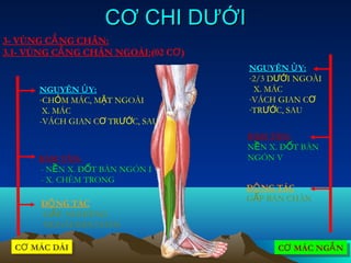 CƠ CHI DƯỚI
3- VÙNG CẲ NG CHÂN:
3.1- VÙNG CẲ NG CHÂN NGOÀI:(02 CƠ )
                                      NGUYÊN Ủ Y:
                                      -2/3 DƯỚI NGOÀI
       NGUYÊN Ủ Y:                     X. MÁC
       -CHỎM MÁC, MẶT NGOÀI           -VÁCH GIAN CƠ
        X. MÁC                        -TRƯỚC, SAU
       -VÁCH GIAN CƠ TRƯỚC, SAU
                                      BÁM TÂN:
                                      NỀN X. ĐỐT BÀN
      BÁM TÂN:                        NGÓN V
      - NỀN X. ĐỐT BÀN NGÓN I
      - X. CHÊM TRONG
                                      ĐỘ NG TÁC
                                      GẤP BÀN CHÂN
       ĐỘ NG TÁC
       -GẤP, NGHIÊNG
        NGOÀI BÀN CHÂN

  CƠ MÁC DÀI
  CƠ MÁC DÀI                               CƠ MÁC NGẮ N
                                           CƠ MÁC NGẮ N
 
