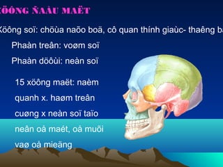 XÖÔNG ÑAÀU MAËT

Xöông soï: chöùa naõo boä, cô quan thính giaùc- thaêng ba
   Phaàn treân: voøm soï
   Phaàn döôùi: neàn soï

    15 xöông maët: naèm
    quanh x. haøm treân
    cuøng x neàn soï taïo
    neân oå maét, oå muõi
    vaø oå mieäng
 