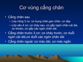Cơ vùng cẳng chân
• Cẳng chân sau
  – Lớp nông 3 cơ: cơ bụng chân,gan chân, cơ dép
  – Lớp sâu 4 cơ: cơ chày sau, cơ gấp ngón chân cái dài,
    cơ khoeo, cơ gấp các ngón chân dài.
• Cẳng chân trước 3 cơ: cơ chày trước, cơ duỗi
  ngón cái dài,cơ duỗi các ngón chân dài
• Cẳng chân ngoài: cơ mác dài, cơ mác ngắn
 