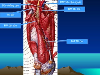 ĐMTM chậu ngoài
Dây chằng bẹn
                     ĐM TM đùi

   TK đùi



 ĐM đùi sâu




                       ĐM TM đùi
 