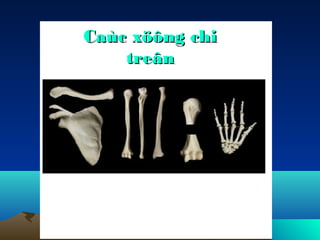 Caùc xöông chi
    treân
 