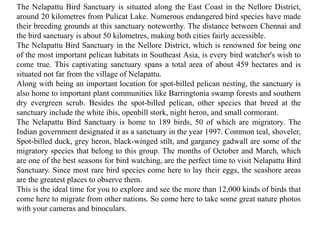The Nelapattu Bird Sanctuary is situated along the East Coast in the Nellore District,
around 20 kilometres from Pulicat Lake. Numerous endangered bird species have made
their breeding grounds at this sanctuary noteworthy. The distance between Chennai and
the bird sanctuary is about 50 kilometres, making both cities fairly accessible.
The Nelapattu Bird Sanctuary in the Nellore District, which is renowned for being one
of the most important pelican habitats in Southeast Asia, is every bird watcher's wish to
come true. This captivating sanctuary spans a total area of about 459 hectares and is
situated not far from the village of Nelapattu.
Along with being an important location for spot-billed pelican nesting, the sanctuary is
also home to important plant communities like Barringtonia swamp forests and southern
dry evergreen scrub. Besides the spot-billed pelican, other species that breed at the
sanctuary include the white ibis, openbill stork, night heron, and small cormorant.
The Nelapattu Bird Sanctuary is home to 189 birds, 50 of which are migratory. The
Indian government designated it as a sanctuary in the year 1997. Common teal, shoveler,
Spot-billed duck, grey heron, black-winged stilt, and garganey gadwall are some of the
migratory species that belong to this group. The months of October and March, which
are one of the best seasons for bird watching, are the perfect time to visit Nelapattu Bird
Sanctuary. Since most rare bird species come here to lay their eggs, the seashore areas
are the greatest places to observe them.
This is the ideal time for you to explore and see the more than 12,000 kinds of birds that
come here to migrate from other nations. So come here to take some great nature photos
with your cameras and binoculars.
 