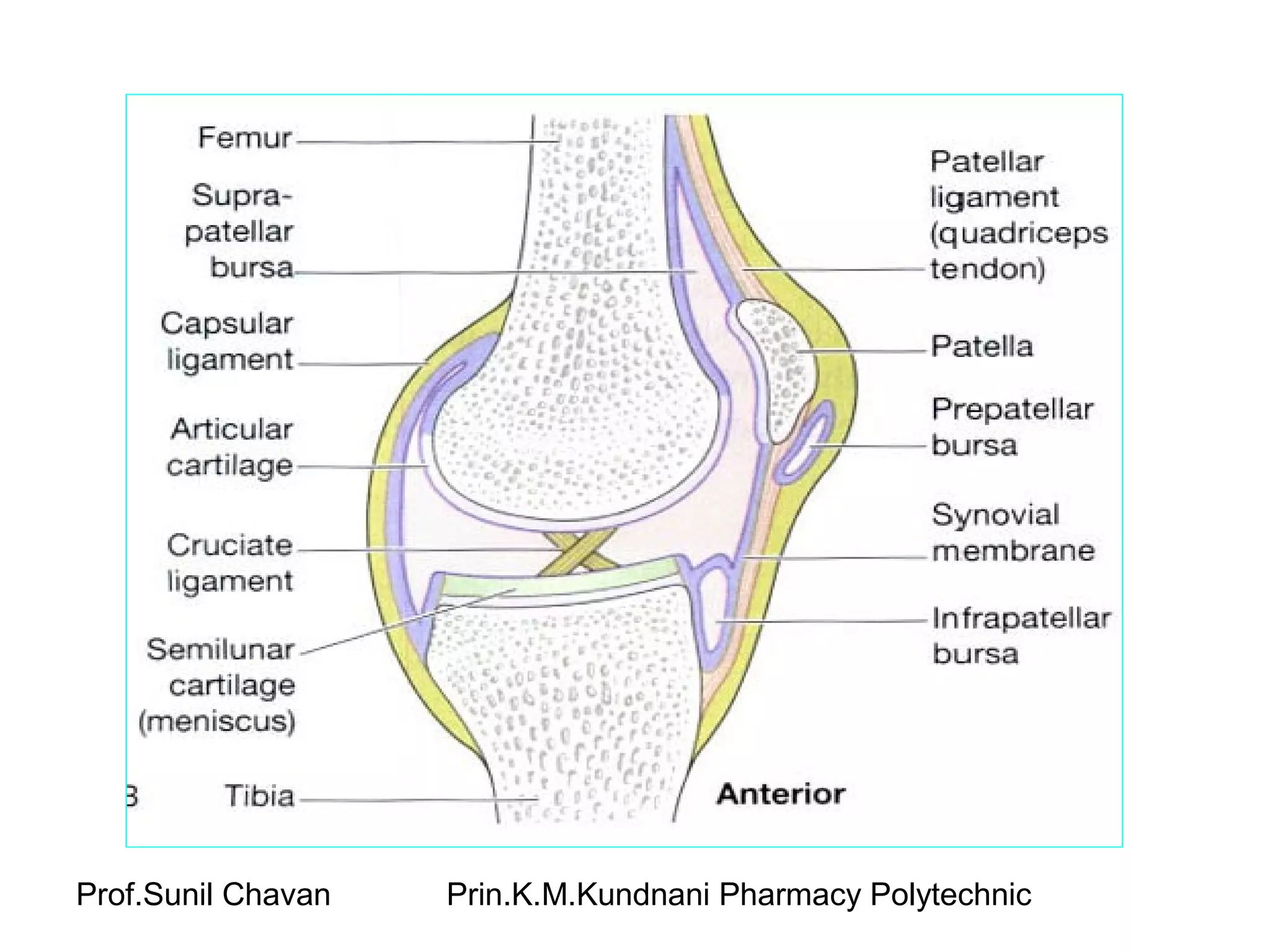 Prof.Sunil Chavan Prin.K.M.Kundnani Pharmacy Polytechnic
 