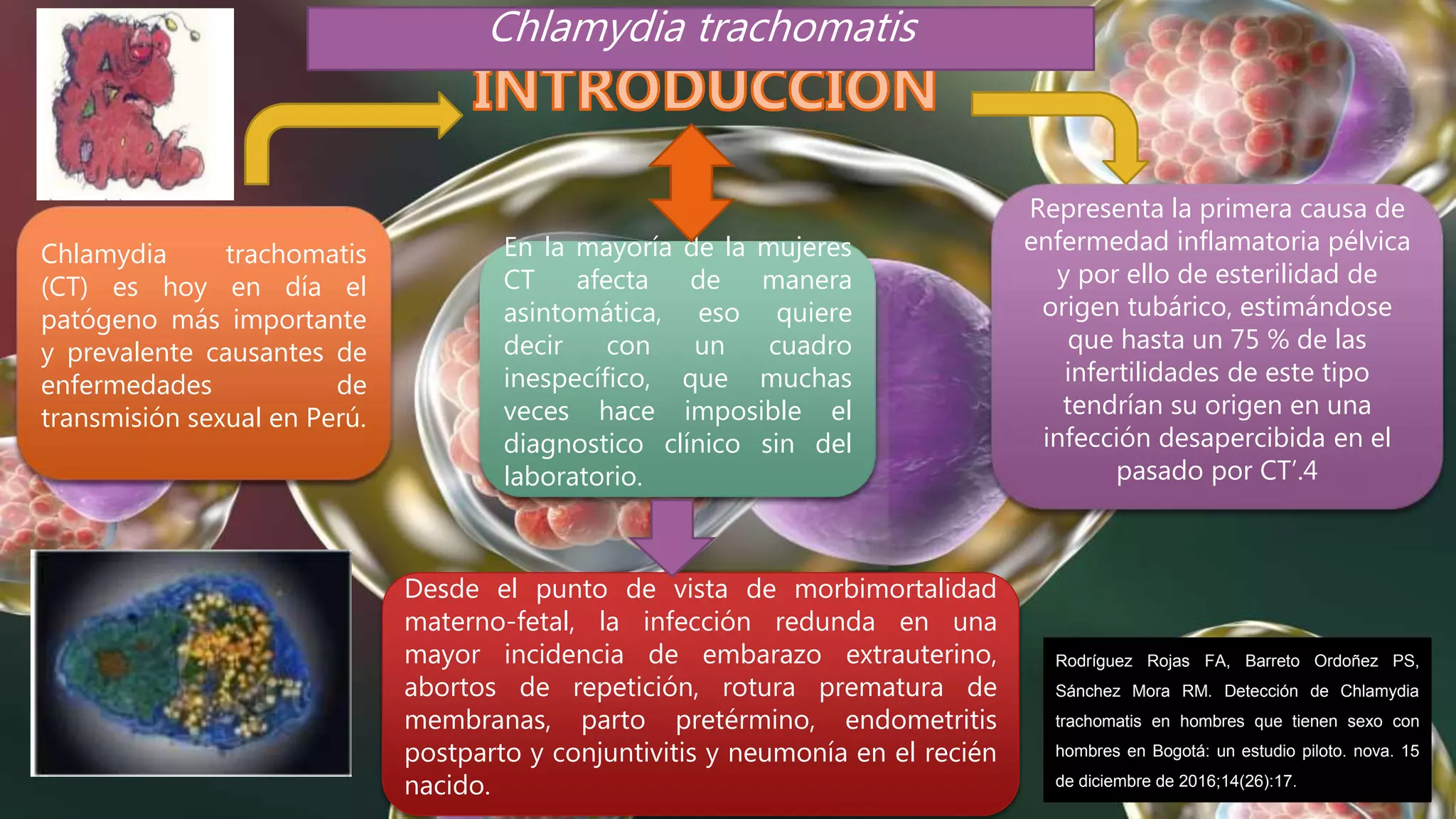 Chlamydia trachomatis | PPT | Descarga Gratuita