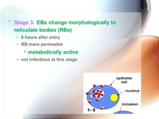 Chlamydia | PPT