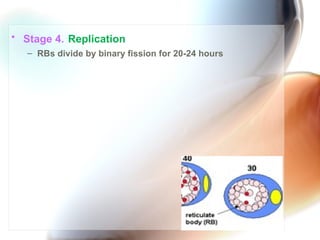 • Stage 4. Replication
   – RBs divide by binary fission for 20-24 hours
 