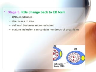 Chlamydia | PPT