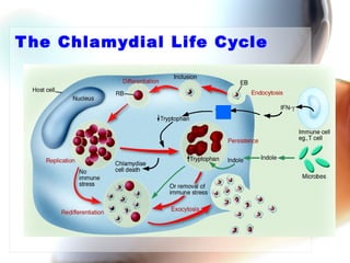 Chlamydia | PPT