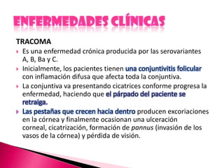 TRACOMA
 Es una enfermedad crónica producida por las serovariantes
A, B, Ba y C.
 Inicialmente, los pacientes tienen una conjuntivitis folicular
con inflamación difusa que afecta toda la conjuntiva.
 La conjuntiva va presentando cicatrices conforme progresa la
enfermedad, haciendo que el párpado del paciente se
retraiga.
 Las pestañas que crecen hacia dentro producen excoriaciones
en la córnea y finalmente ocasionan una ulceración
corneal, cicatrización, formación de pannus (invasión de los
vasos de la córnea) y pérdida de visión.
 