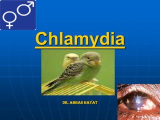 Chlamydia
Dr. Abbas Hayat
 