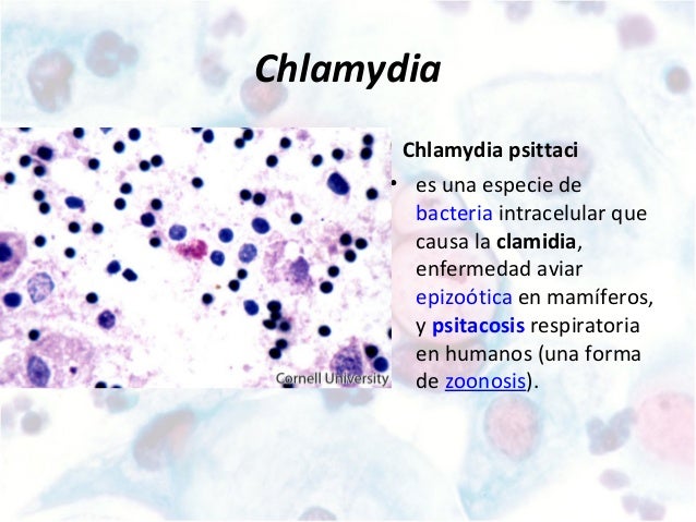 Текст песни хламидия. Хламидия пситтаци. Chlamydia psittaci микробиология. Возбудитель – Chlamydia psittaci. Хламидия пситаци орнитоз.