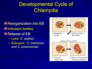 chlamydia-160816135324 powerpoint presentation | PPT