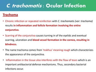 C. trachomatis : Ocular Infection
Trachoma
• Chronic infection or repeated reinfection with C. trachomatis (var: trachoma)
results in inflammation and follicle formation involving the entire
conjunctiva.
• Scarring of the conjunctiva causes turning in of the eyelids and eventual
scarring, ulceration and blood vessel formation in the cornea, resulting in
blindness.
• The name trachoma comes from 'trakhus' meaning rough which characterizes
the appearance of the conjunctiva.
• Inflammation in the tissue also interferes with the flow of tears which is an
important antibacterial defense mechanisms. Thus, secondary bacterial
infections occur.
 